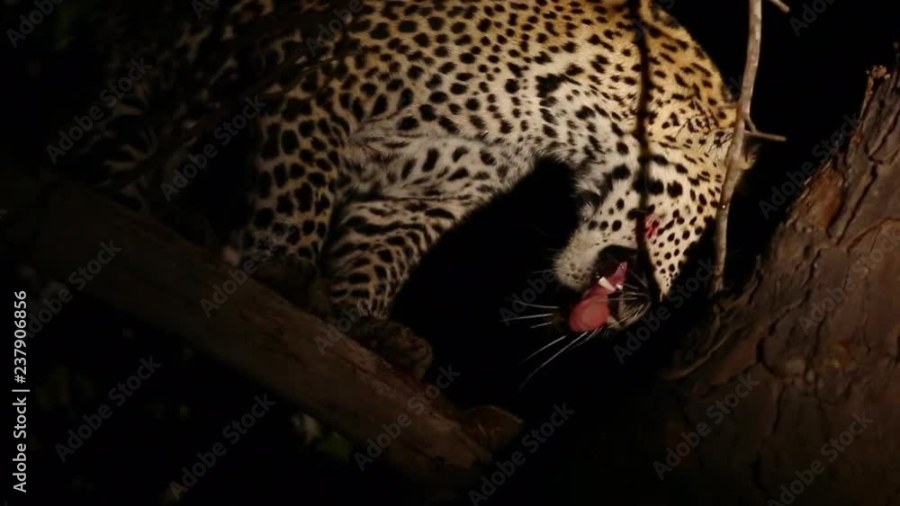 Poster close up view of a leopard in a tree at night licking branch in tree illuminated by spotlight. great