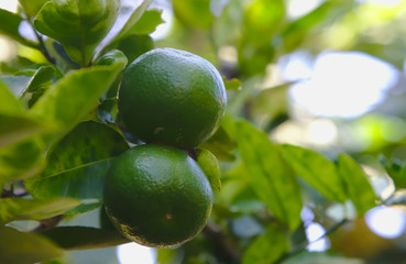 Green limes hanging on a tree in the garden.