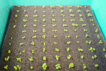 growing organic hydroponic vegetable plant seed on a sponge in basket
