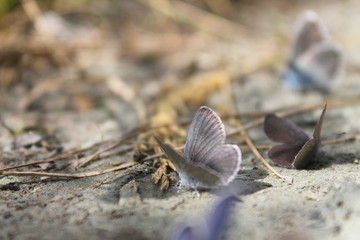 Schmetterling
