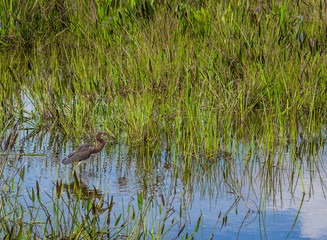 Herons Hiding in a Florida Wetland