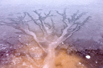 Icetree