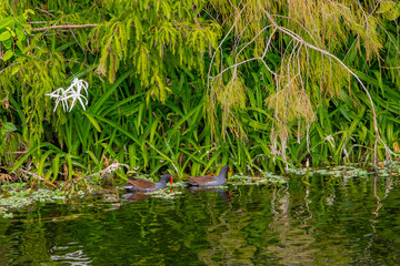 Two Common Gallinules In a Florida Wetland Lagoon