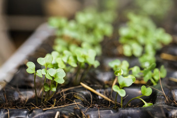 growing vegetable plant seed in plastic box pots