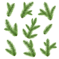 Fir-tree Branch Isolated