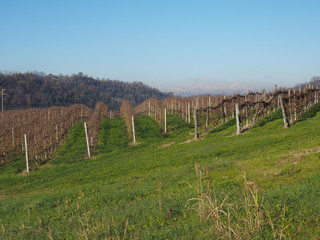 Obraz premium Roero hills in Piedmont
