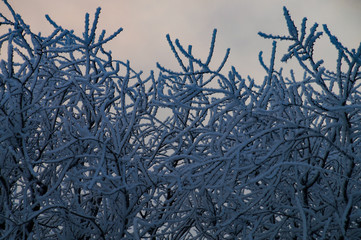 tree, branches, snow, sky