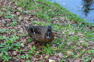 duck on grass