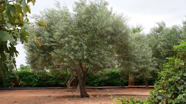 Fragment of garden with olive trees in November in Cyprus