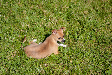 Chihuahua dog on the grass