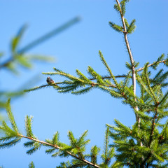 bird on a branch of a tree with blue sky and clouds