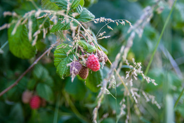 red berry in the garden