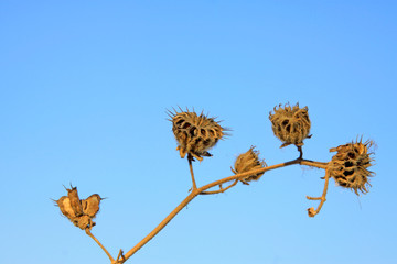 Dry abutilon fruits in the blue sky