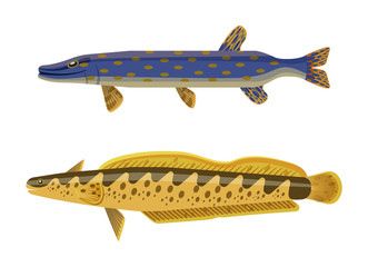 Predator Fish and Catfish Vector Illustration