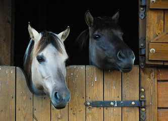 Horses in a stable.