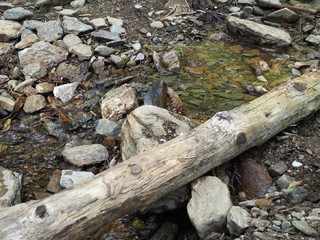 Log of a tree at the brook in summer