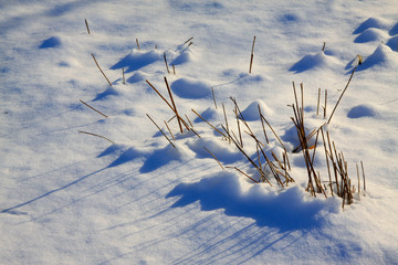 Hay in the snow