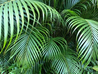 Close up of green palm leaves