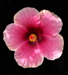 Pink Hibiscus on black