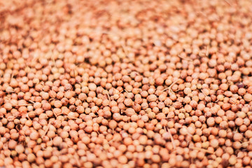 Dried coriander seeds (Coriandrum sativum) closeup background texture