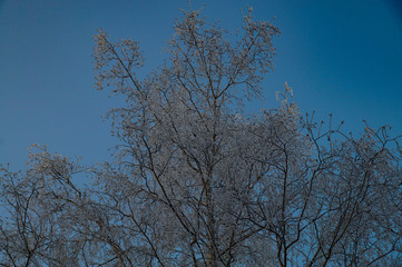 birch, tree, crown, branches, snow, frost, frost, sky