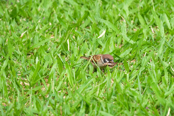 Sparrow on green grass, Birds on the lawn
