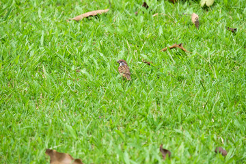 Obraz premium Sparrow on green grass, Birds on the lawn
