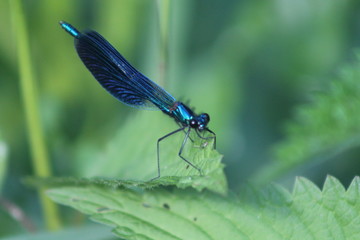 dragonfly on a leaf