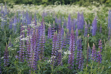 Obraz premium Lupin on the field in Belarus