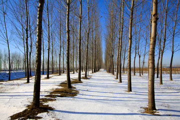 Forest land in the snow