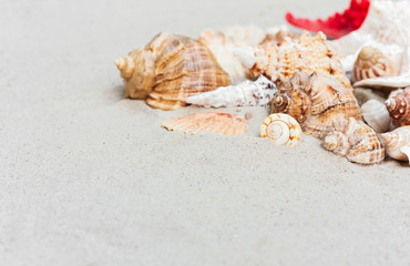 Obraz na płótnie Canvas beach summer background – seashells and sea stars on the sand, copy space for text