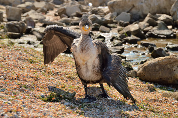 small Azov cormorant, dries its wings, on the beach