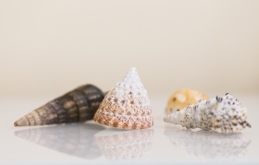 Interior. Seashells on a white table
