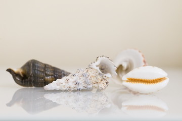 Interior. Seashells on a white table