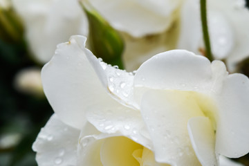 white rose on dark background