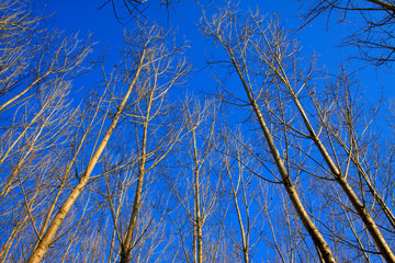 tree branches in the blue sky background