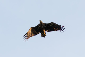 Seeadler im Flug