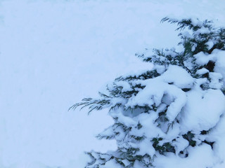 snow covered trees
