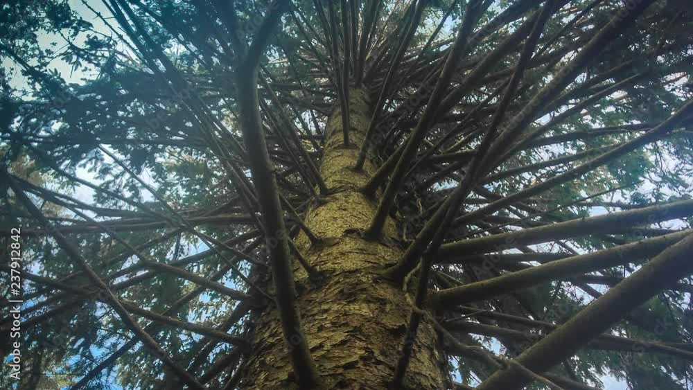 Aufkleber a very tall tree seen from below showing a complicated network of branches coming from its trunk.