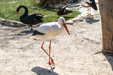 White stork