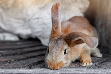 eared red rabbits live in a cage with hay. Farm Animal breeding for sale