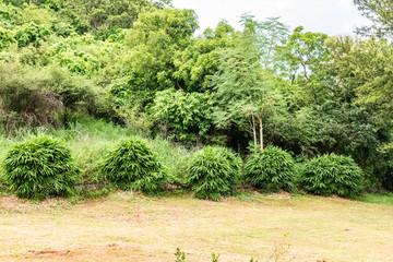 Fototapeta premium Close view of small Bamboo tree leafs shrubs & hibiscus tree shrubs in a greenery garden.