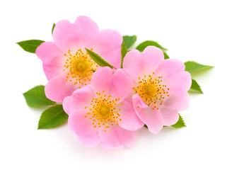The flowers of wild rose isolated.