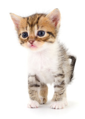 Obraz premium Small brown kitten.