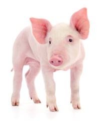 Pig on white.