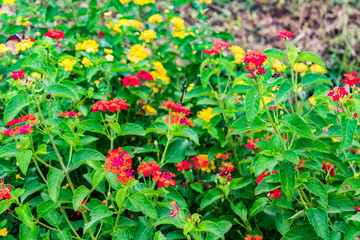 Fototapeta premium beautiful colourful blooming Lantana camara on a garden with butterfly flying on flower with greenery leaves in rainy season.