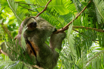 Three Toed Sloth Bradypus Variegatus, taken La Fortuna, Costa Rica © Adrian