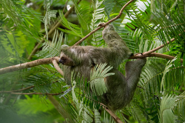Three Toed Sloth Bradypus Variegatus, taken La Fortuna, Costa Rica © Adrian