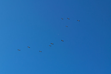 flock of storks
