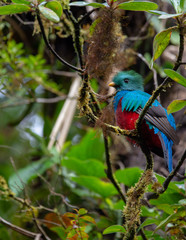 Resplendent Quetzal Pharomachrus Mocinno